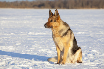 german sheepdog