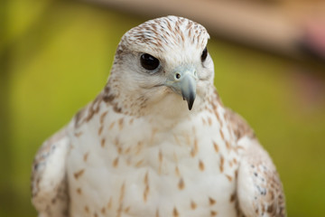 Falcon 