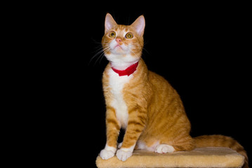 Home red cat on black background  