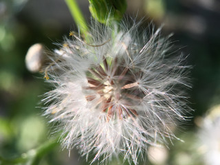 Macro shot from a dandelion