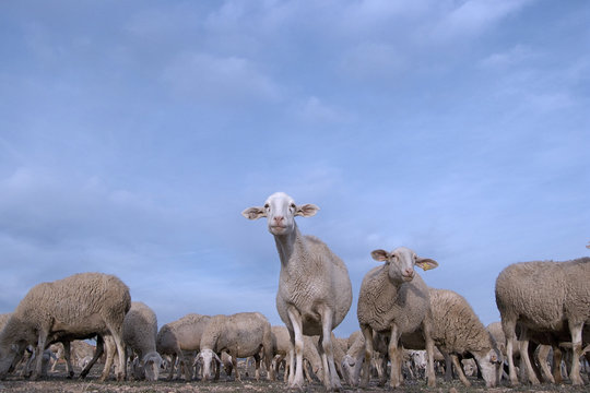 reba&ntilde;o de corderos