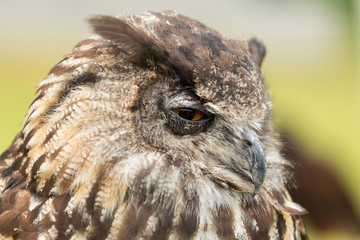 Horned Owl