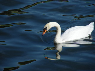 Swan Swimming