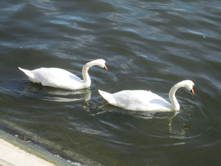 Two Swans Swimming On Lake