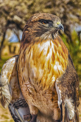 Hawk