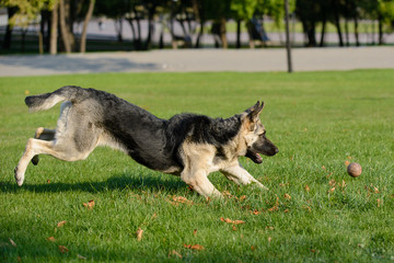 German shepherd dog playing with a ball on the grass on the lawn in the park