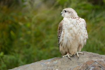 Falcon 