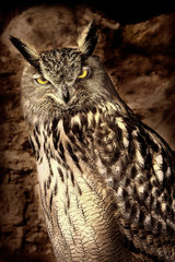 Buho
