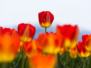 Obraz premium チューリップ畑