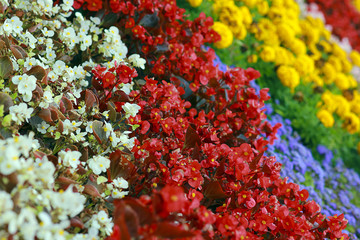 Fototapeta na wymiar multicolored decorative flowers close up in summer