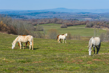 Naklejka na ściany i meble Horses on the Meadow, France