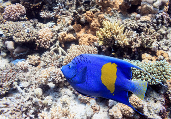 Fototapeta na wymiar Beautiful blue fish on the coral bottom. Fish of the red sea.