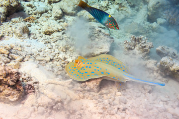 A blue-spotted Stingray on the bottom. Fish of the red sea.