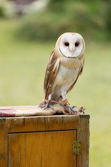 Barn Owl