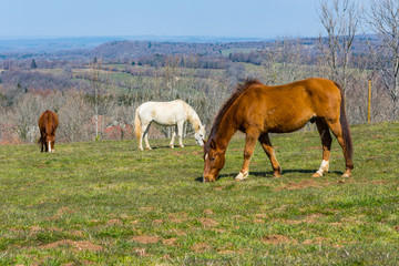Obraz premium Horses on the Meadow, France