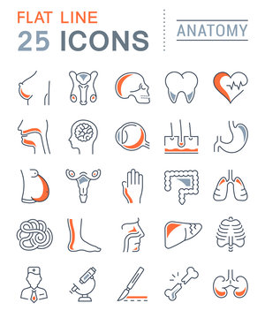 Set Vector Flat Line Icons Anatomy