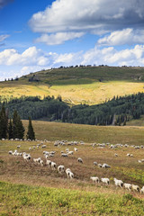 Fototapeta premium Rocky Mountain Sheep Herd