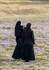 Nuns  on mountain meadow with crocus flowers blooming
