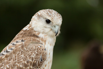 Falcon 