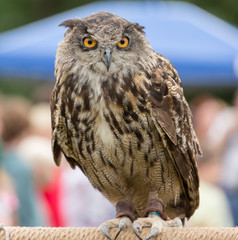 Horned Owl