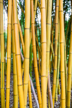 Yellow bamboo. Colorful texture