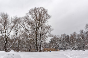 Winter view with snow covered trees in South Park in city of Sofia, Bulgaria