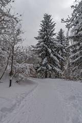 Winter view with snow covered trees in South Park in city of Sofia, Bulgaria