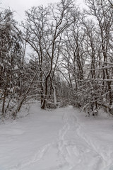Obraz premium Winter view with snow covered trees in South Park in city of Sofia, Bulgaria