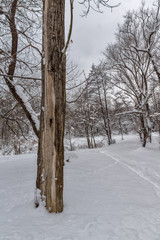 Winter view with snow covered trees in South Park in city of Sofia, Bulgaria