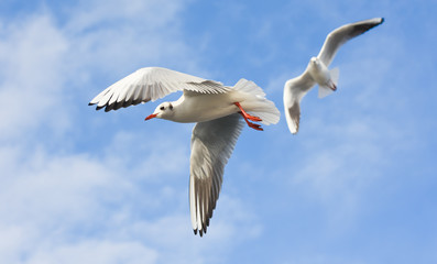 Seagulls flying with open wings over blue sky.