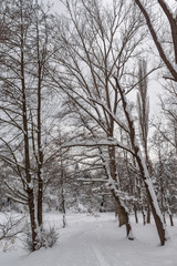 Winter view with snow covered trees in South Park in city of Sofia, Bulgaria