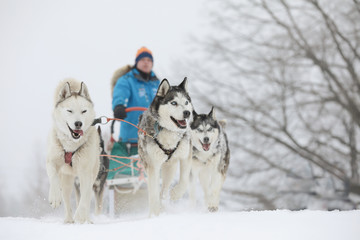 Winter sled dog race in the wonderful winter landscape in the background is blurred guide dogs. Winter Sled dog racing on the circuit.