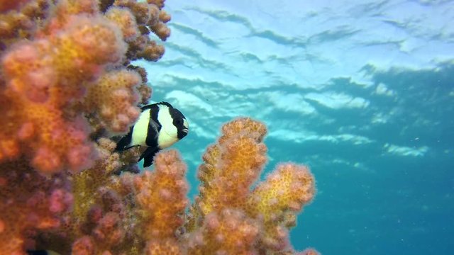 Colorful Tropical Coral Reef with Blue Water Background. Picture of blue-green chromis fish and dascyllus fish in the tropical reef of the Red Sea, Dahab, Egypt.