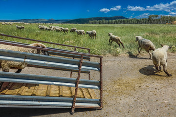 July 17, 2016 - Sheep ranchers unload sheep on Hastings Mesa near Ridgway, Colorado from truck