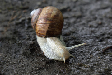snail crawling on the wet road