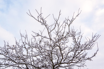 Fototapeta na wymiar Tree brunches covered by snow in UK winter in Milton Keynes 1