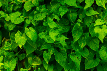 Background of green leaves - 135006304