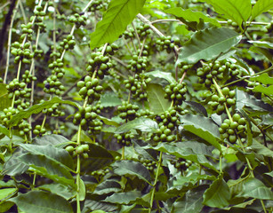 Coffee plantation - 135006315