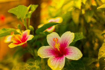 Background with exotic flower - 135006323