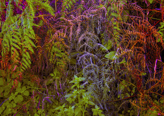 Thickets of ferns - 135006341