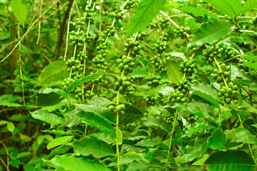 Coffee plantation - 135006379