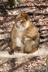 Monkey
