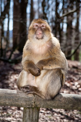 Monkey