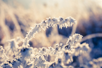 Winter background, hoarfrost on leaves, close up