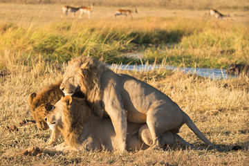Young male lion brothers carousing