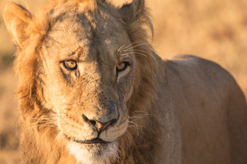 Portrait of Young Adult Male Lion with Head and Shoulders