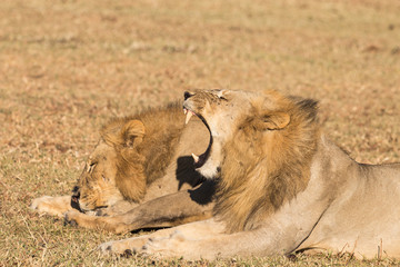 Young Adult Male Lion Yawning Next to Resting Brother