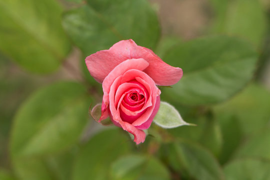 pimpollo rosa