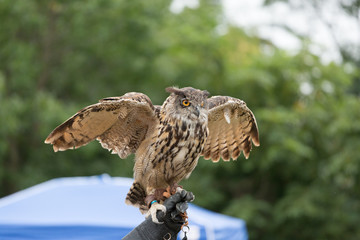 Horned Owl