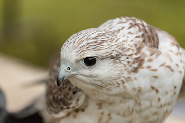 Falcon 